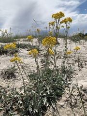 Solidago nana