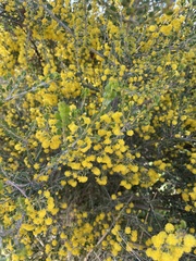 Acacia glandulicarpa