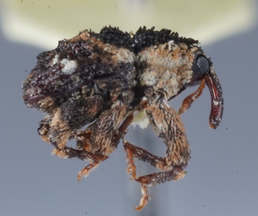 Exithius conjunctus