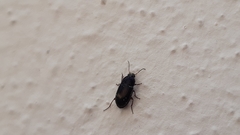 Coleoptera