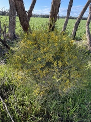 Acacia glandulicarpa