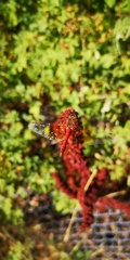 Sympetrum semicinctum