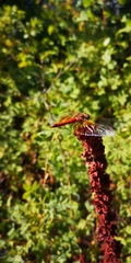 Sympetrum semicinctum