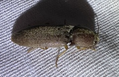 Conoderus parallelus