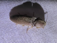 Conoderus parallelus