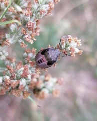 Piezodorus lituratus