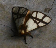 Anaphe panda
