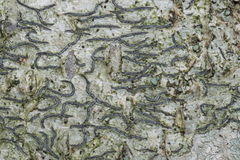 Graphis pulverulenta