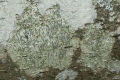 Graphis pulverulenta