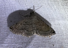 Toxonprucha pardalis