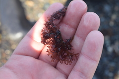 Chondrus crispus