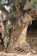 Eucalyptus camaldulensis arida