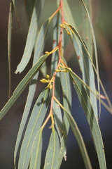 Eucalyptus camaldulensis arida