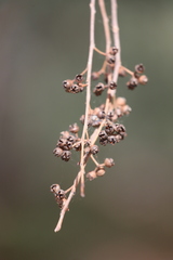 Eucalyptus camaldulensis arida