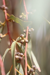Eucalyptus camaldulensis arida
