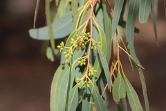 Eucalyptus camaldulensis arida
