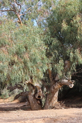 Eucalyptus camaldulensis arida