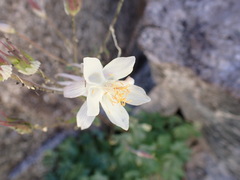 Aquilegia pubescens