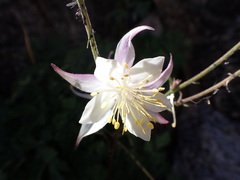 Aquilegia pubescens