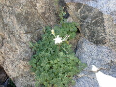 Aquilegia pubescens
