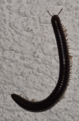 Pachyiulus flavipes