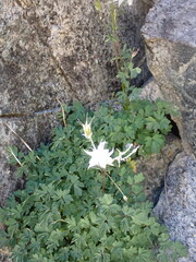 Aquilegia pubescens
