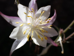 Aquilegia pubescens