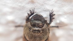 Onthophagus fissicornis