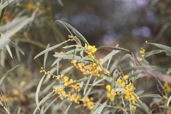 Acacia cambagei
