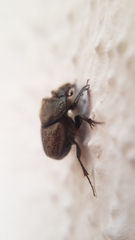 Onthophagus fissicornis