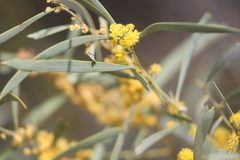 Acacia cambagei