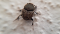 Onthophagus fissicornis