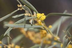 Acacia cambagei