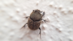 Onthophagus fissicornis