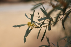 Acacia cambagei