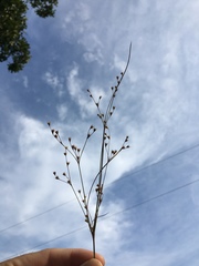 Juncus anthelatus