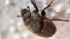 Onthophagus fissicornis