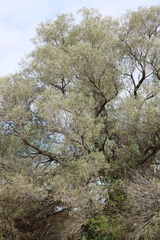 Acacia cambagei