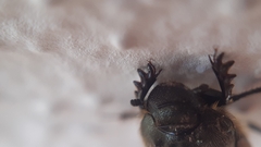 Onthophagus fissicornis