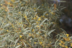 Acacia cambagei