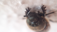 Onthophagus fissicornis