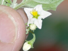 Solanum villosum