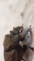 Onthophagus fissicornis