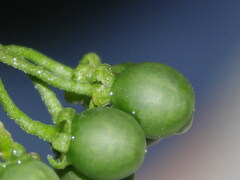 Solanum villosum