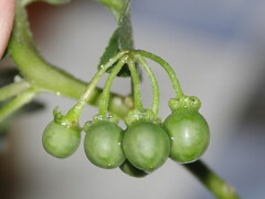 Solanum villosum