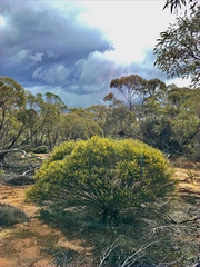 Acacia rigens