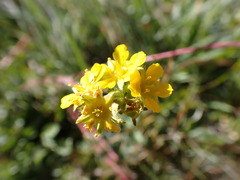 Ivesia lycopodioides