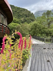 Chenopodium formosanum