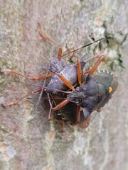 Pentatoma rufipes