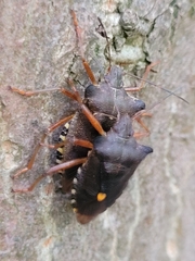 Pentatoma rufipes